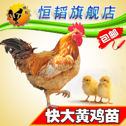 南宁 快大黄九斤黄鸡苗大种肉鸡活体小鸡苗批发土鸡种苗养殖