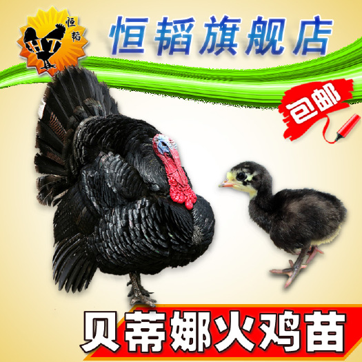 南宁 贝蒂娜火鸡苗小火鸡活体种苗养殖批发山土鸡鸭苗狮头鹅苗包邮