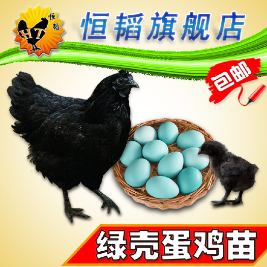 南宁 全母苗高产绿壳蛋鸡苗五黑一绿鸡苗活体小乌鸡苗批发种苗养殖包邮