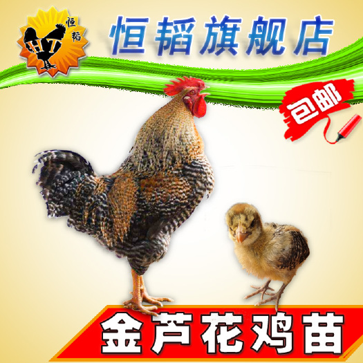 南宁 金芦花鸡苗红芦花鸡苗活体小鸡苗批发山土鸡种苗养殖狮头鹅苗