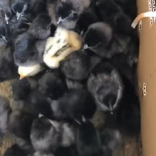 南宁 五黑鸡苗，厂家直销，品种优良