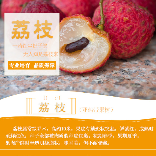 灵山县 荔枝苗树嫁接果树苗妃子笑桂味南方地盆栽树苗当年结果