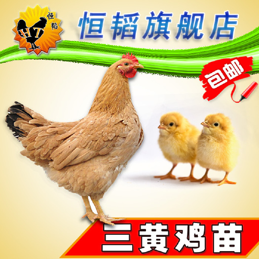 南宁 【正规】三黄鸡苗土鸡活体小鸡苗批发山土鸡种苗养殖
