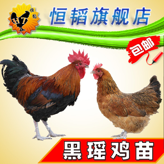 南宁 黑瑶鸡苗青脚土鸡苗活体小鸡苗批发山土鸡种苗养殖