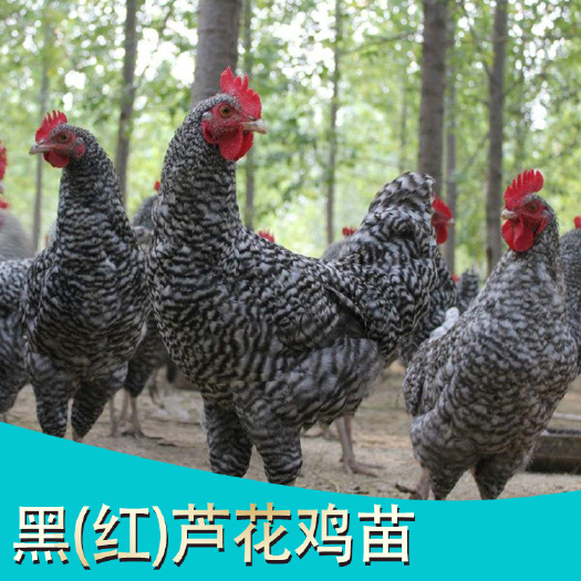 南宁 黑（红）芦花鸡苗