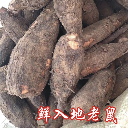 阳江小叶鼠李  入地老鼠新鲜货 钻地老鼠 紫茉莉根