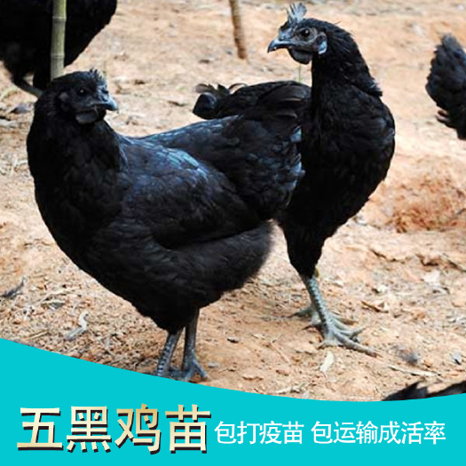 南宁 五黑鸡苗