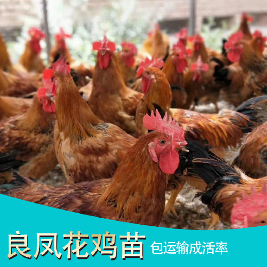 南宁 良凤花鸡苗