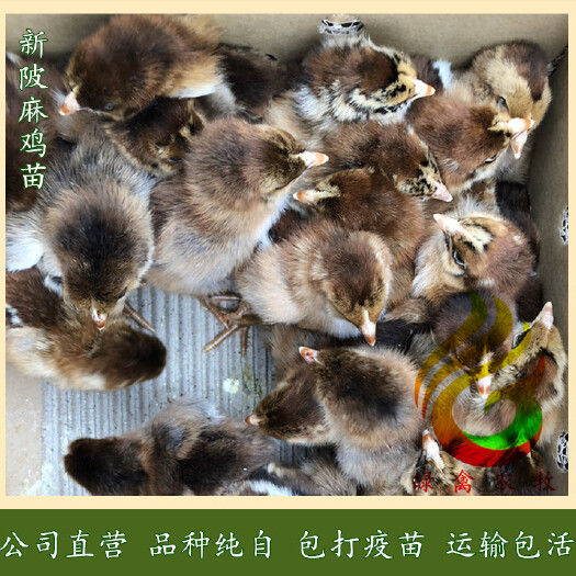 广州 麻六母苗-温氏麻鸡苗-大种清远麻鸡苗-质量可靠-包打疫苗