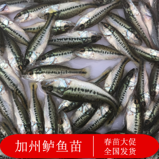 广州 淡水鲈鱼苗 加州鲈鱼苗大口黑鲈鱼水花养殖鱼苗活体批发