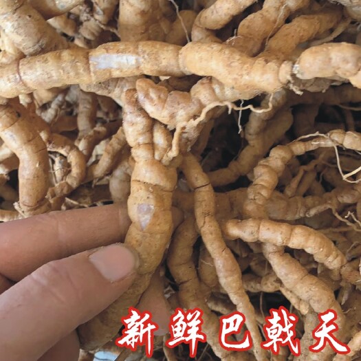 阳江新鲜巴戟天 鸡肠薯 老身新鲜巴戟 长期供应