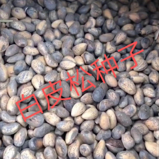泊头市河北基地精品白皮松种子   出芽率高