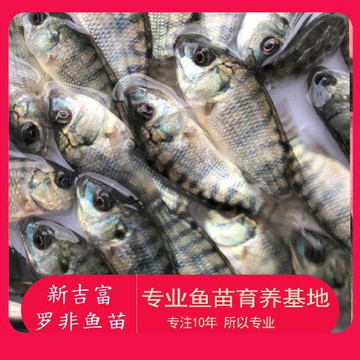 广州 优质罗非鱼苗 海南壹号罗非 青宝路罗非苗 生长快 抗病力强
