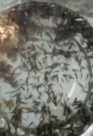  中科三号鲫鱼苗 鲜活水产品养殖基地直供 欢迎咨询