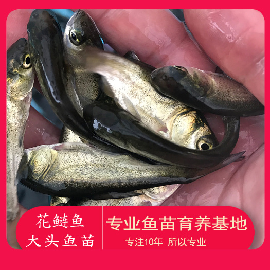 广州 苗场直供大头鱼苗白花鲢鱼苗胖头鱼苗淡水养殖活体