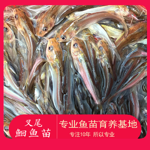 广州 鱼场批发斑点叉尾鮰鱼苗 叉尾鮰鱼苗活体 批发快大叉尾鱼苗