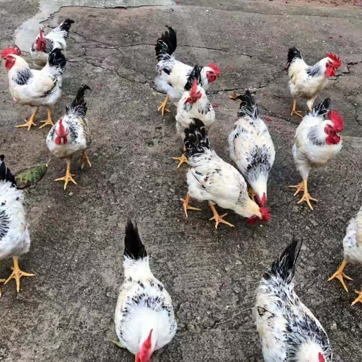 昆明 彩凤鸡苗，孵化场直销，提供养殖技术。