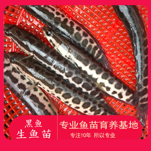 广州 黑鱼鱼苗 乌鱼苗 生鱼鱼苗 杂交优质黑鱼苗 大量批发供应