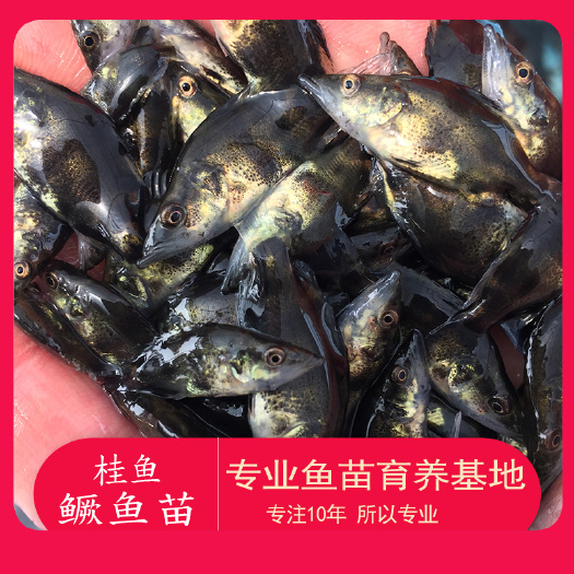 广州 鱼苗桂花鱼鳜鱼苗淡水养殖斑鳜活体翘嘴鳜鱼大口桂鱼