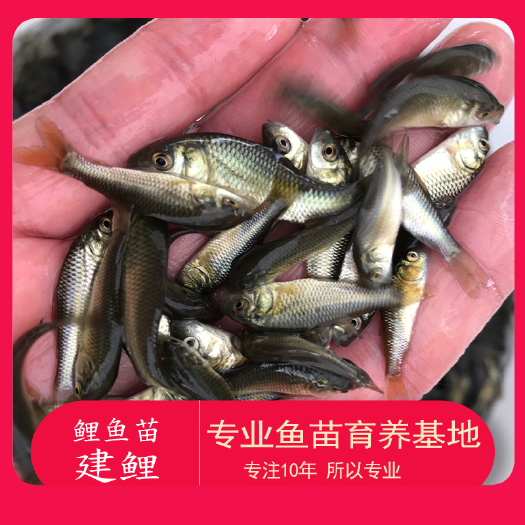 广州 优质鲤鱼苗 禾花鲤 建鲤鱼水花苗 淡水养殖活体鱼苗批发