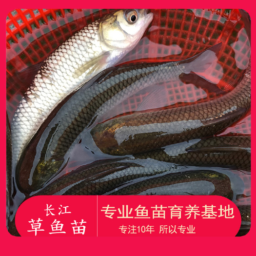 广州 基地直批 草鱼苗 鲩鱼苗 草鱼苗 各种规格 少病害生长快