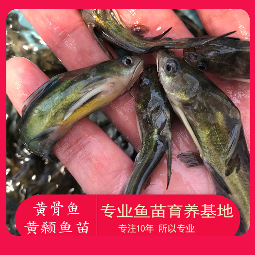 广州 大量黄颡鱼苗供应黄辣丁鱼苗黄骨鱼苗超雄 黄颡鱼