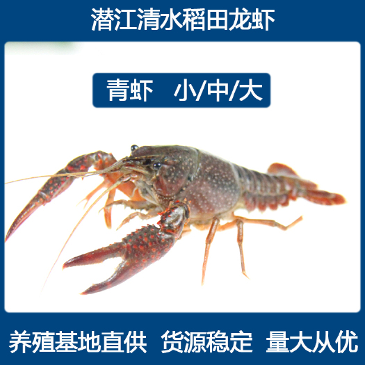 潜江市 潜江稻田清水小龙虾 硬规格养殖基地直供 青红壳货源充足