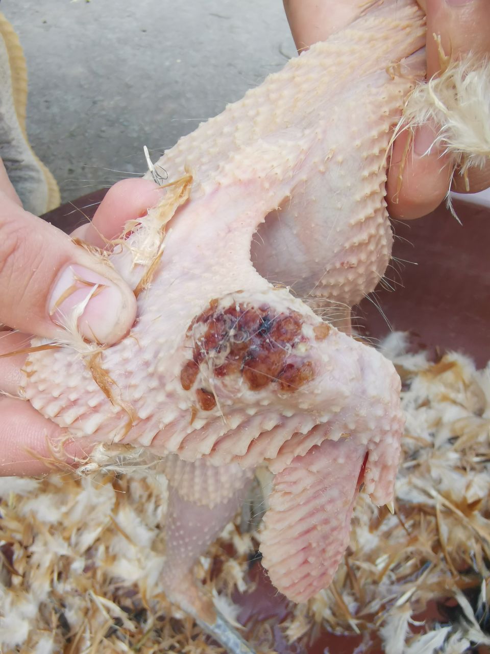 鸡的脚上长了肉瘤图片图片