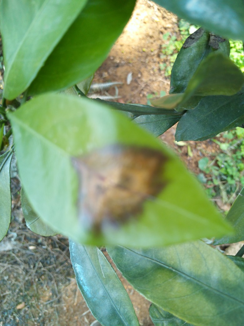 李老师这是炭疽病吗