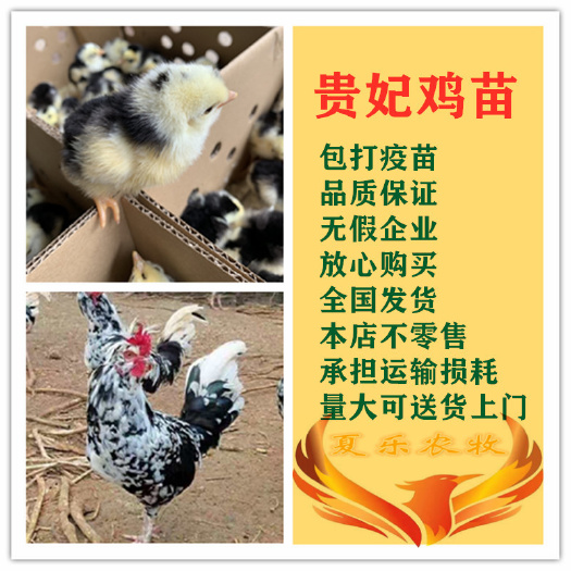 广州 贵妃鸡苗孵化厂直供包打疫苗送开口药保温灯