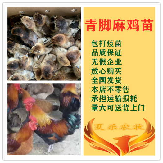 广州 青脚麻鸡苗孵化厂直供包打马立克疫苗送开口药