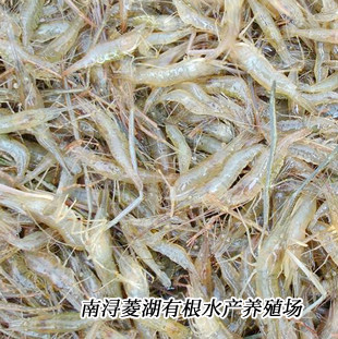  青虾 草虾苗 6月底上市 水产养殖基地直供 欢迎询价
