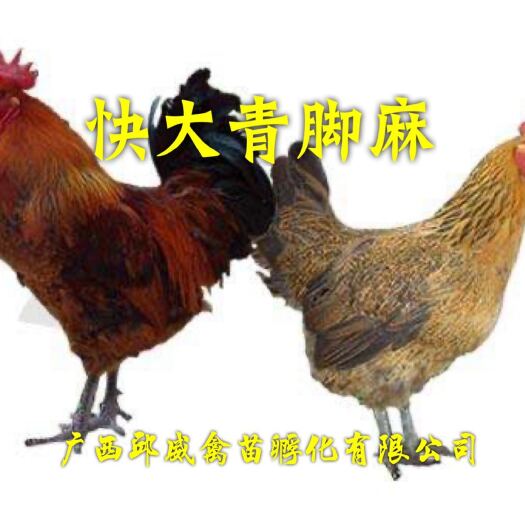 贵阳青脚麻鸡苗 快大青脚麻