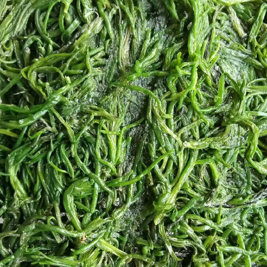 沧州 新鲜焯水速冻黄须菜 碱蓬草海英菜 厂家批发头茬嫩叶食用山野菜