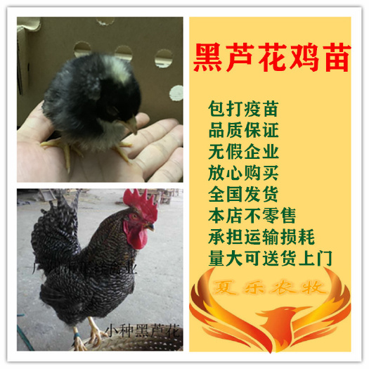 广州黑芦花鸡苗孵化厂直供包打马立克疫苗送开口药