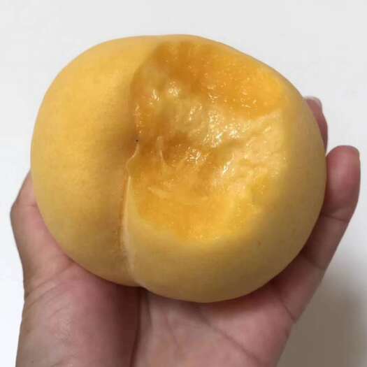商丘黄桃树苗 大果早黄美脆