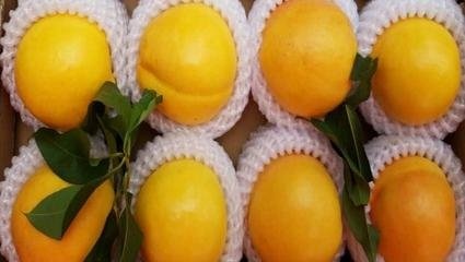 商丘油桃苗  黄金油桃一号--油桃新品种