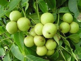 商丘8518核桃苗 优系8518核桃