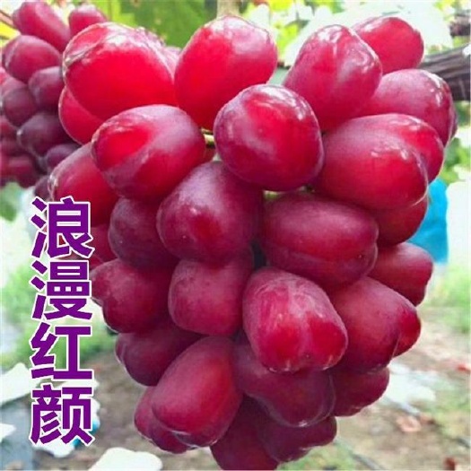 商丘浪漫红颜葡萄苗 浪漫红颜葡萄