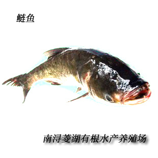 湖州 鲢鱼 白鲢 四大家鱼 商品鱼 水产养殖基地直供