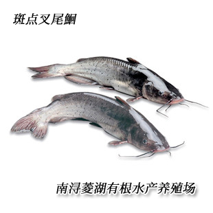 湖州 鮰鱼 斑点叉尾鮰 1斤-5斤 水产养殖基地鲜活直供