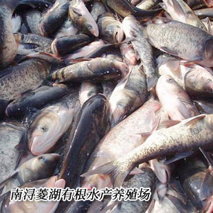 雄鱼 花鲢 鲢鱼鳙鱼 四大家鱼 商品鱼 4-5斤 养殖基地直供