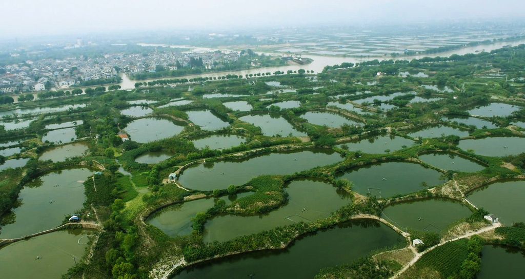  草鱼  池塘草鱼 四大家鱼 商品鱼 水产养殖基地直供