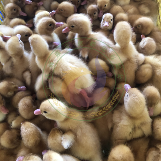 南宁 桂柳白鸭苗  樱桃谷鸭苗
