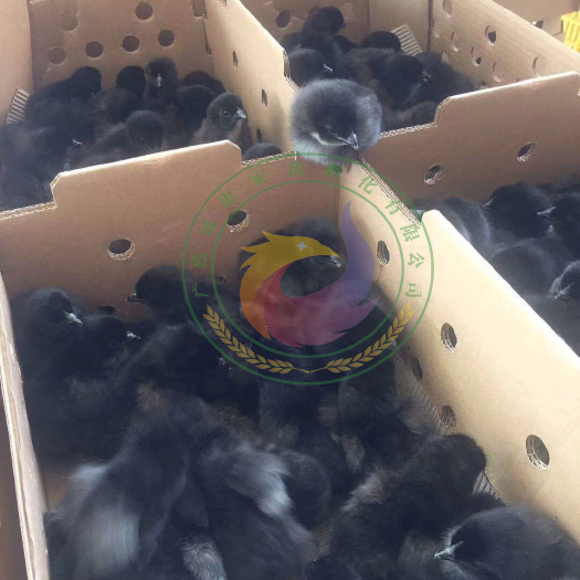 南宁 五黑一绿壳蛋鸡苗  乌骨鸡