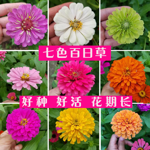 沭阳县百日草种子提供发票包邮百日草种子包邮花期长提供种植技术