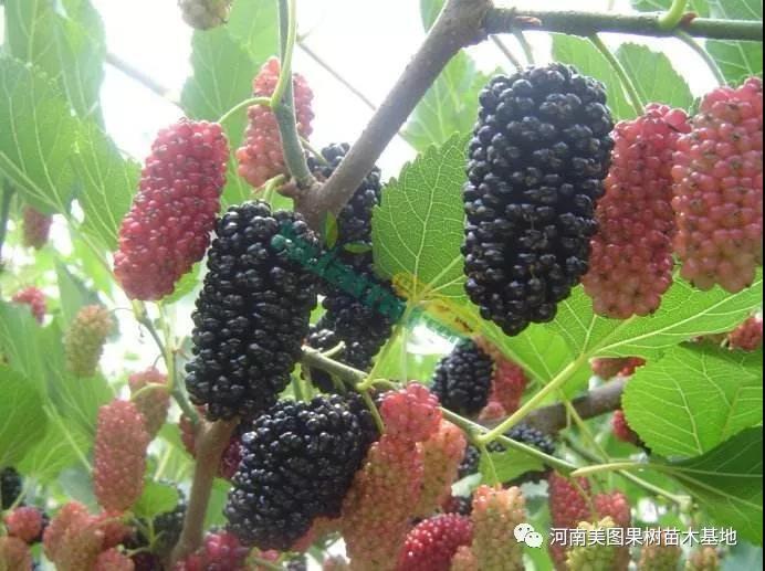 商丘无籽大十果桑苗  无籽大十果桑