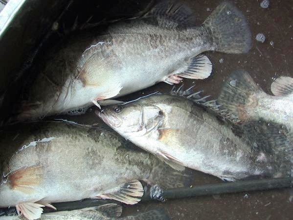 湖州 大鳜鱼桂鱼商品鱼 8两以上 路亚钓场水库鲜活水产品养殖基地