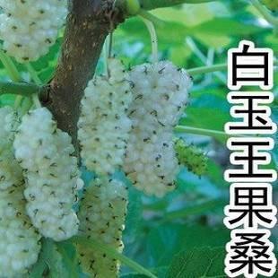 商丘白玉桑树苗  白玉果桑