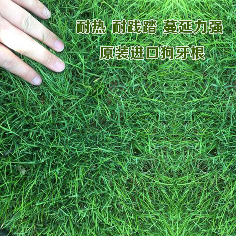 沭阳县狗牙根种子  狗牙根新种子包邮公园草坪护坡别墅足球场专用提供